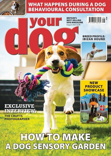 Your Dog Magazine