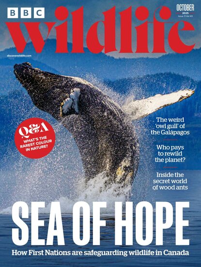 BBC Wildlife Magazine